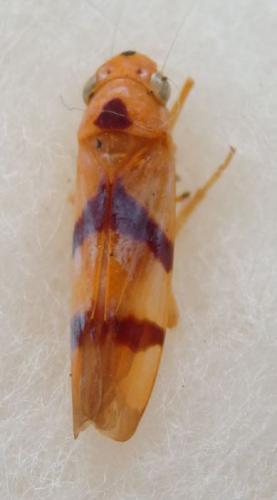 Sailerana solitaris